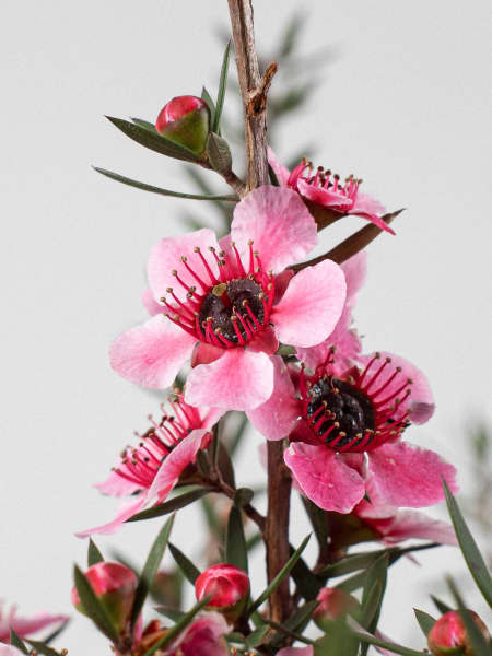 Leptospermo (leptospermum scoparium)