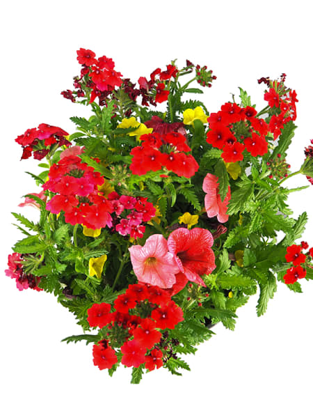 Composición de Calibrachoa, Petunia y Verbena 'The Musicals'