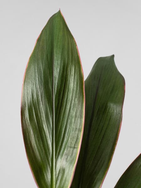 Cordyline (varias especies)