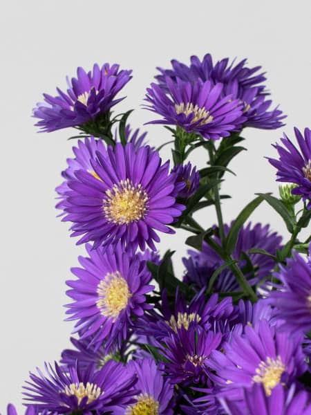 Aster novi-belgii