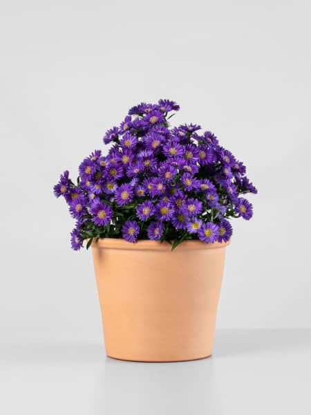 Aster novi-belgii