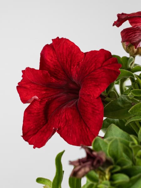 Petunia 'Grandiflora'