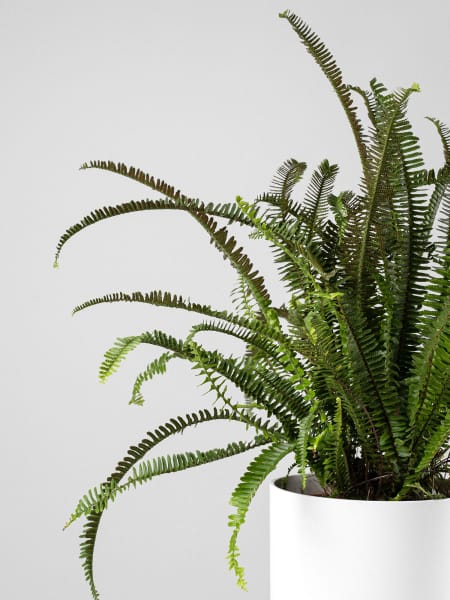 Helecho Nephrolepis cordifolia 'Cordata'