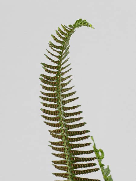 Helecho Nephrolepis cordifolia 'Cordata'