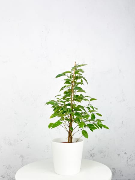 Ficus 'Twilight'
