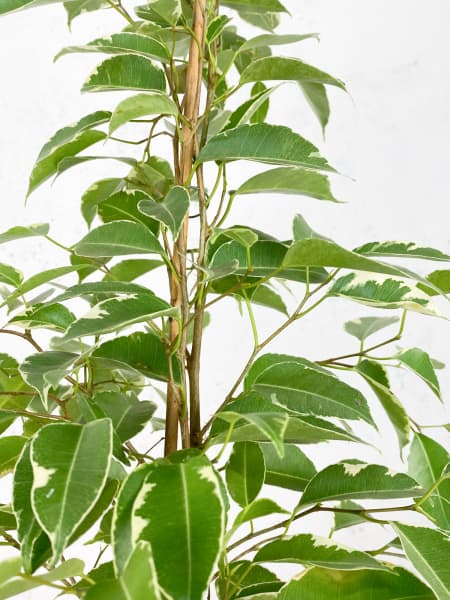 Ficus 'Twilight'