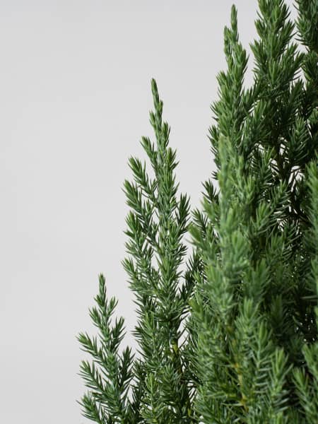 Enebro Chino - Juniperus chinensis 'Stricta'
