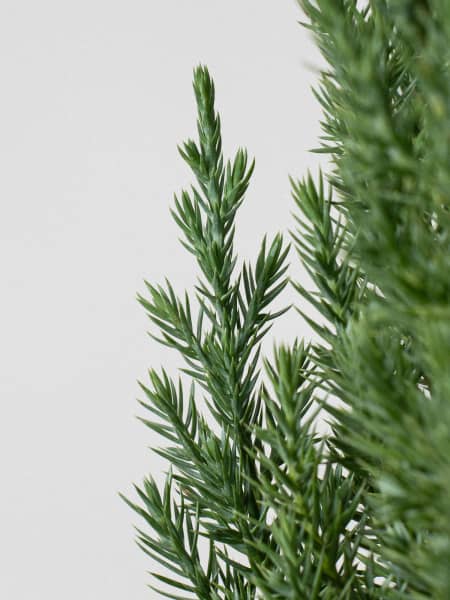Enebro Chino - Juniperus chinensis 'Stricta'