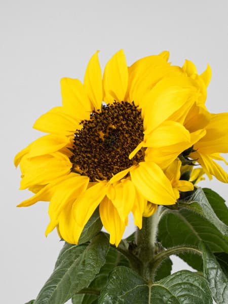 Girasol (Helianthus annuus)