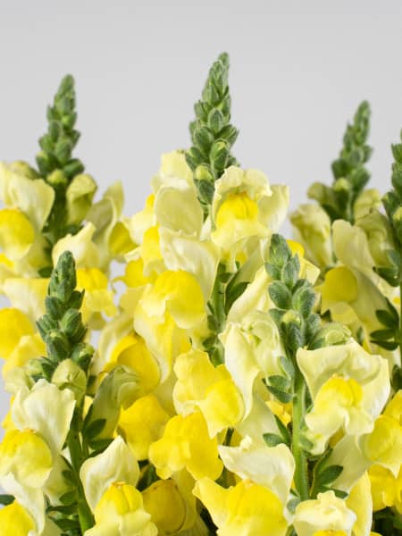 Antirrhinum majus (Boca de dragón)
