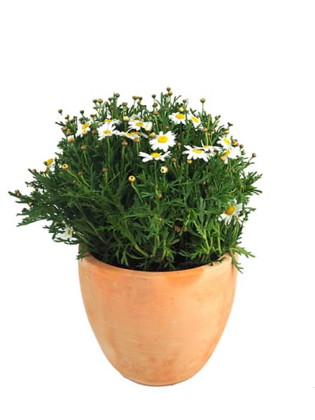 Margarita blanca (argyranthemun frutencens)