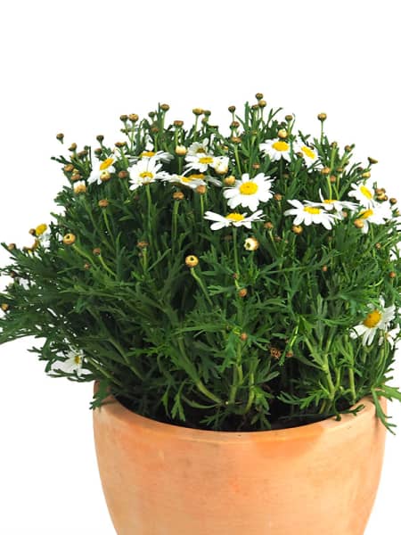 Margarita blanca (argyranthemun frutencens)