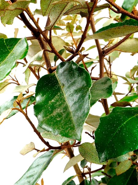 Eleagnus (eleagnus x ebbingei)