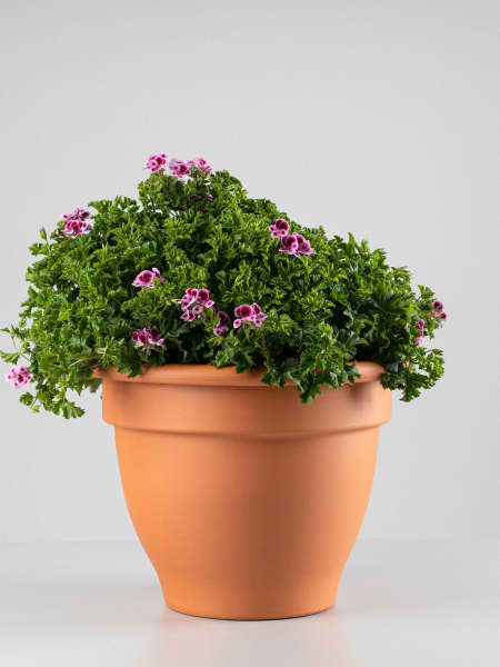 Geranio crispum 'Angeleyes Randy'