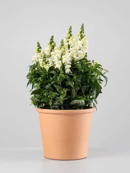 Antirrhinum majus (Boca de dragón)