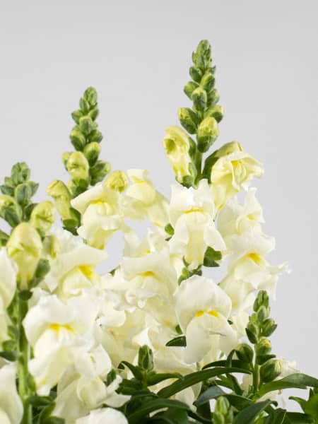 Antirrhinum majus (Boca de dragón)