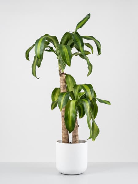 Dracaena fragrans 'Massangeana'