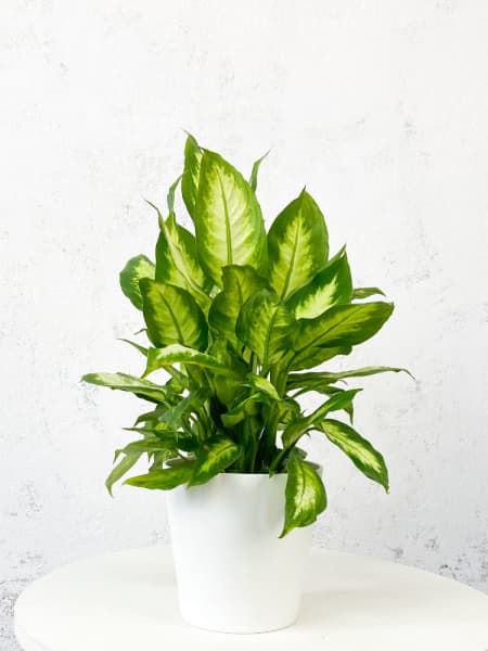 Dieffenbachia 'Camilla'