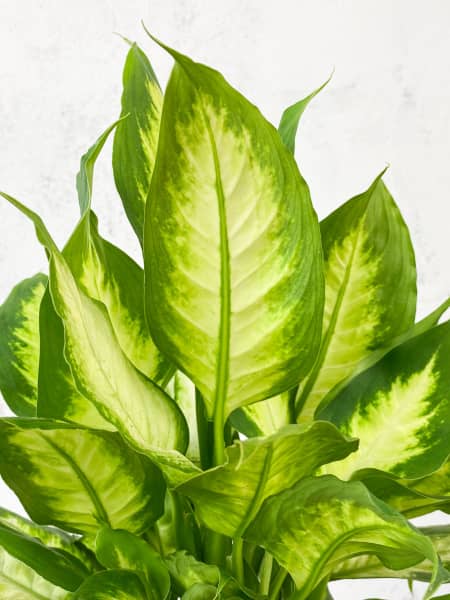 Dieffenbachia 'Camilla'