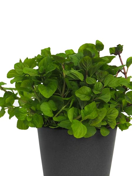 Menta naranja - Planta aromática