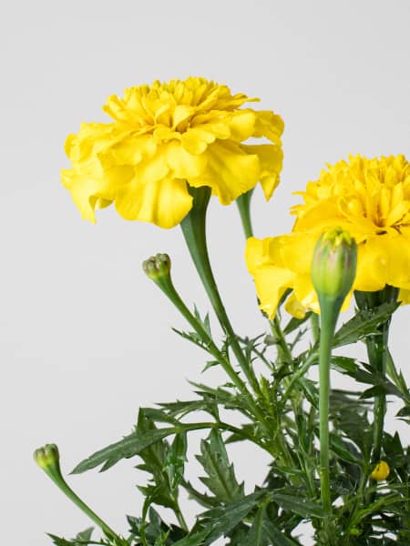 Tagetes patula (Clavel de moro)