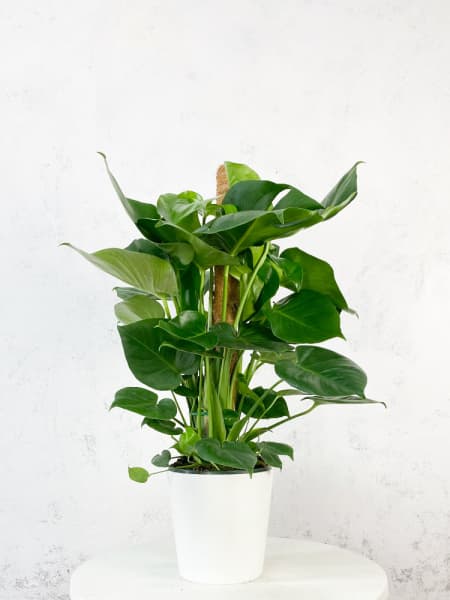 Monstera deliciosa con tutor (Costilla de Adán)