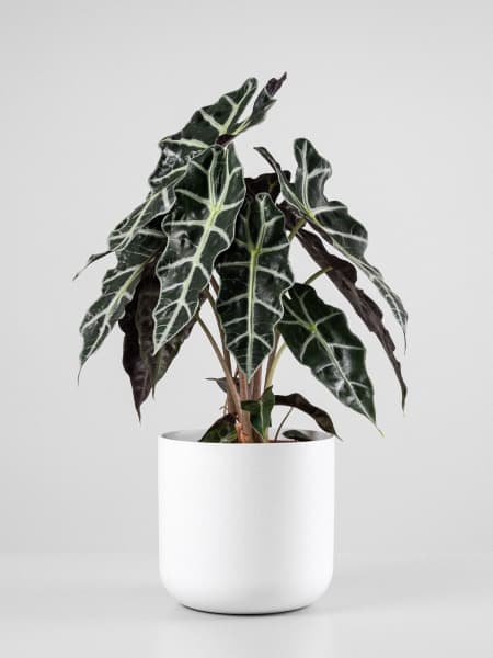 Alocasia polly 'Bambino Arrow'