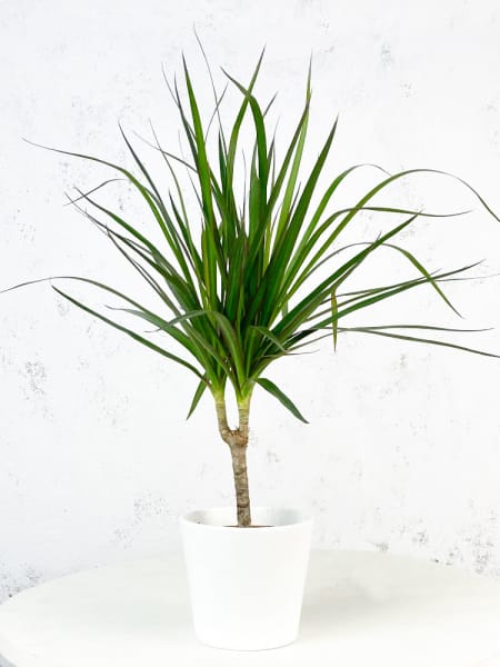 Dracaena marginata