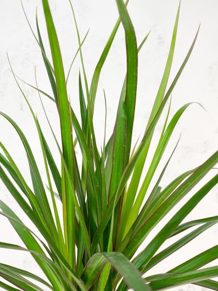 Dracaena marginata