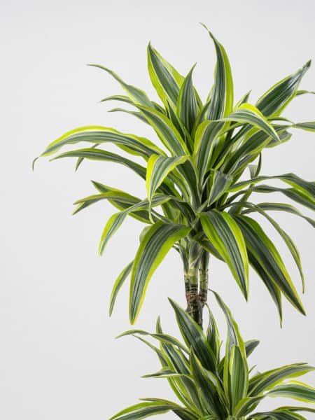 Dracaena fragrans 'Lemon Lime'