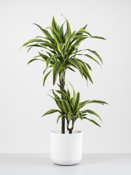 Dracaena fragrans 'Lemon Lime'