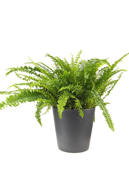 Helecho Nephrolepis exaltata 'Green Lady'