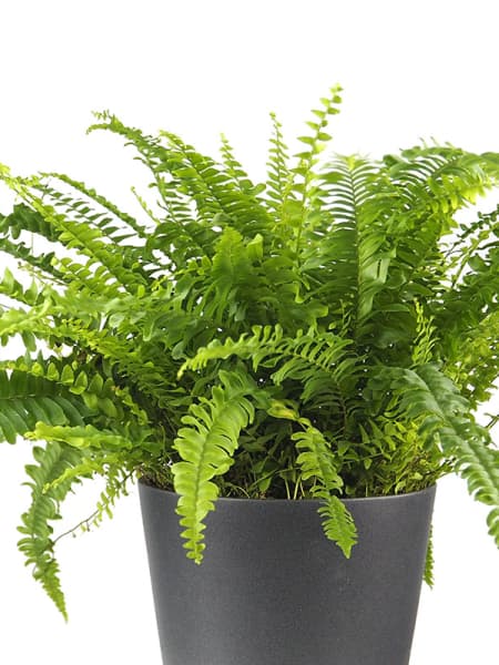 Helecho Nephrolepis exaltata 'Green Lady'