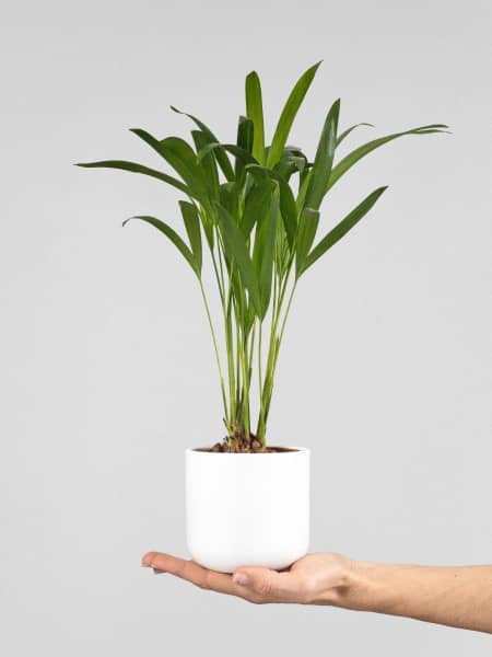 Areca Mini