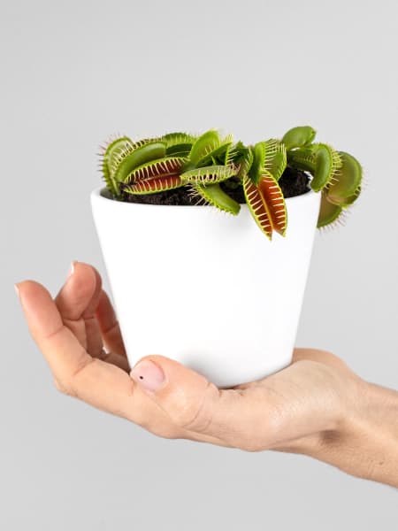 Dionaea muscipula