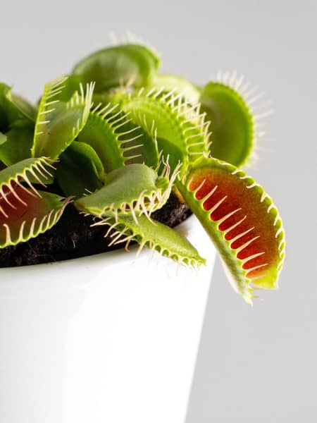 Dionaea muscipula