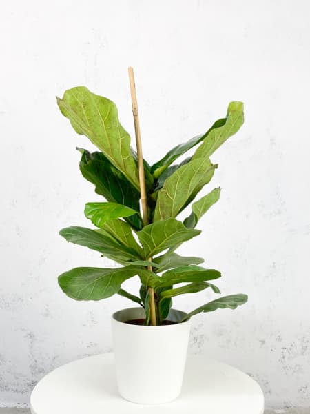 Ficus lyrata