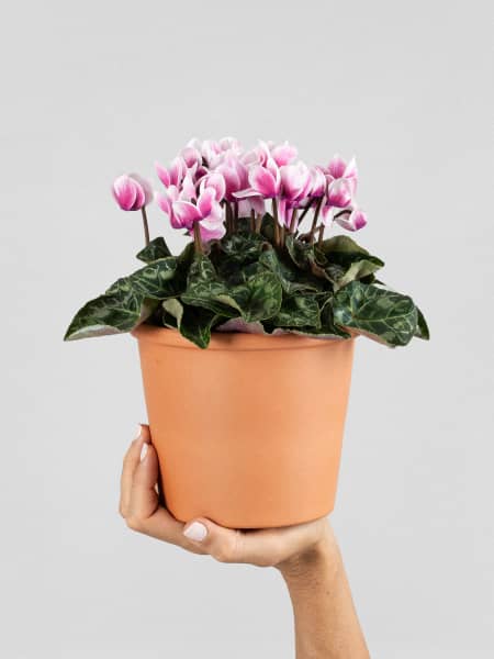 Cyclamen 'Super Serie Verano'