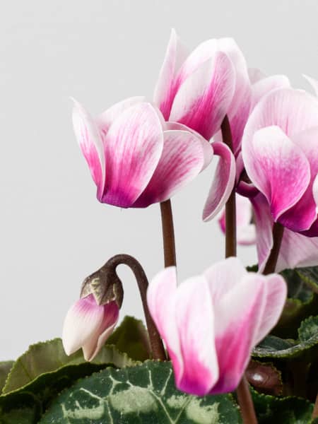 Cyclamen 'Super Serie Verano'