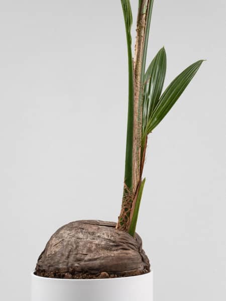 Cocos nucifera (Planta cocotero)