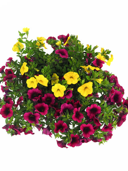 Calibrachoa