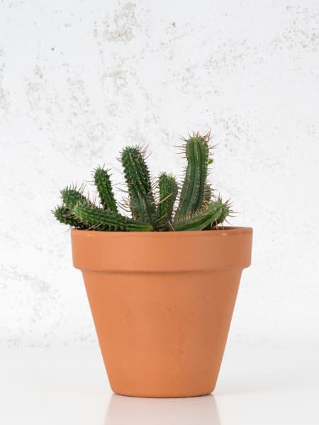 Cactus (variados)