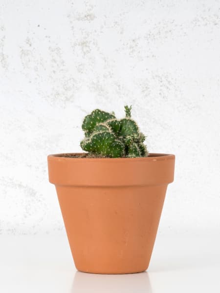 Cactus (variados)