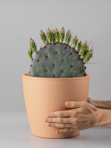 Cactus opuntia (especies variadas)