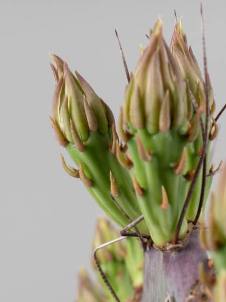 Cactus opuntia (especies variadas)