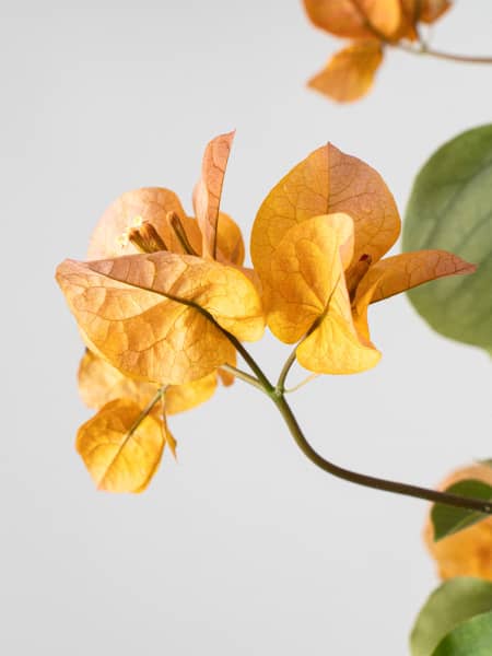 Bougainvillea - Tres Tutores