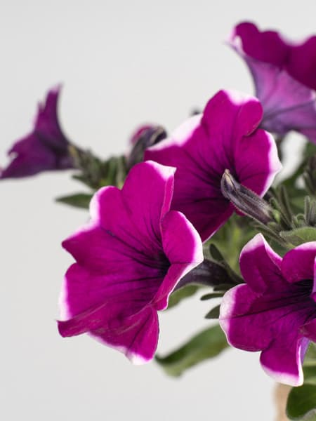 Surfinia (Petunia colgante)