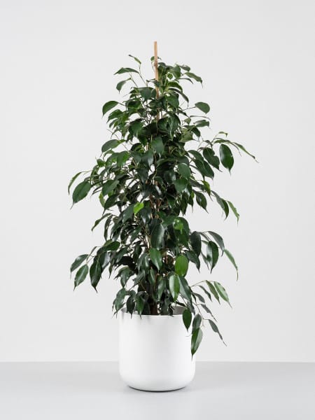 Ficus benjamina 'Danielle'