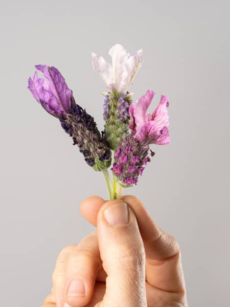 Lavanda stoechas - Planta aromática