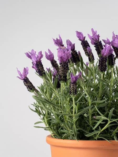 Lavanda stoechas - Planta aromática